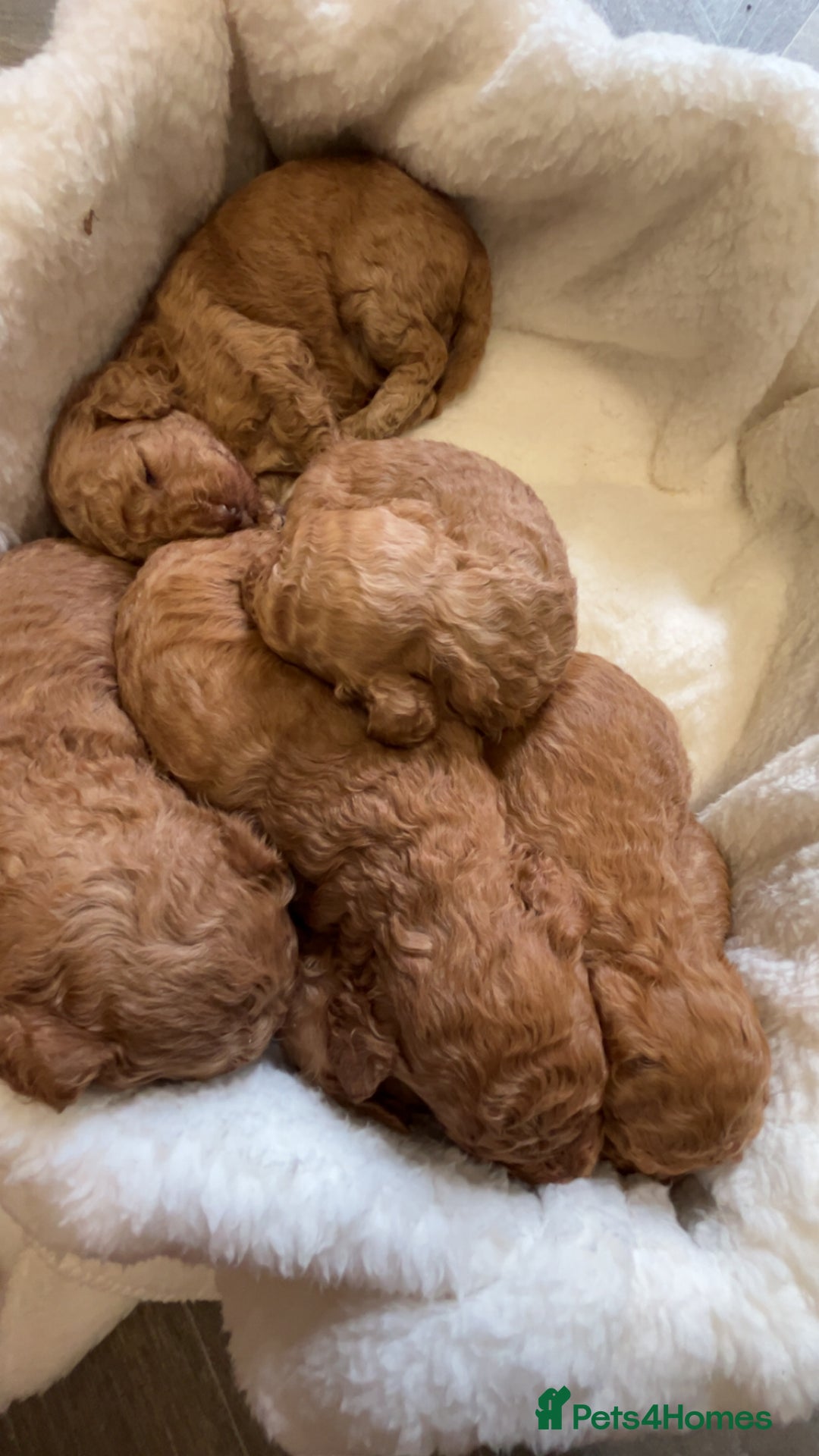 Miniature Poodle dogs for sale: Miniture poodles  - Image 3