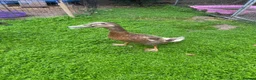 Ducks poultry for sale: Two runner ducks  - Advert 2