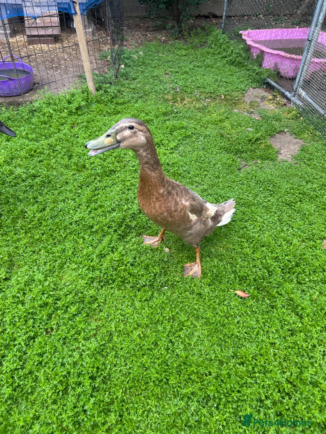 Ducks poultry for sale: Two runner ducks  - Advert 2