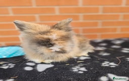 Lionhead rabbits for sale: Double Maned Lionhead  - Image 18