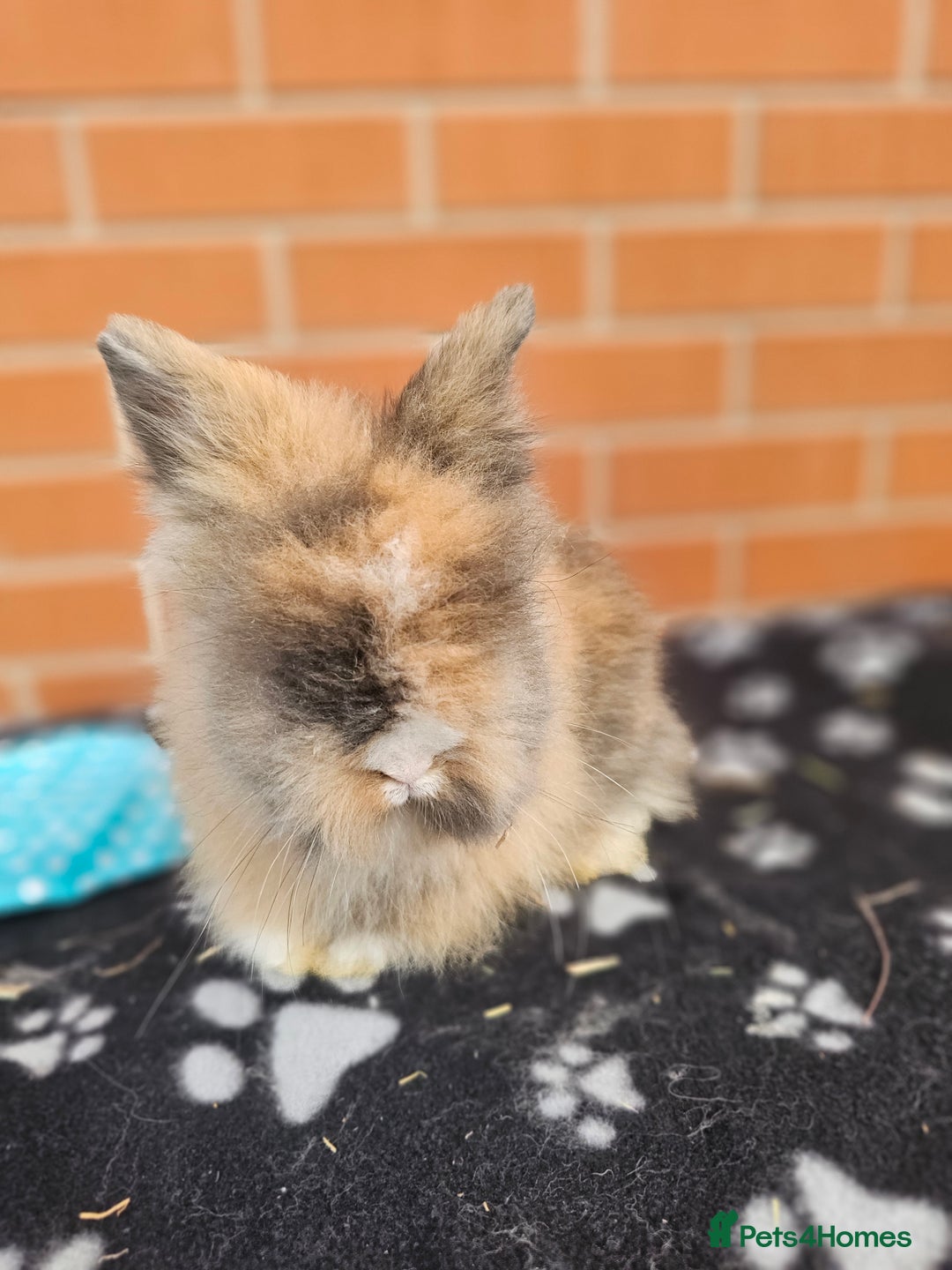 Lionhead rabbits for sale: Double Maned Lionhead  - Image 18