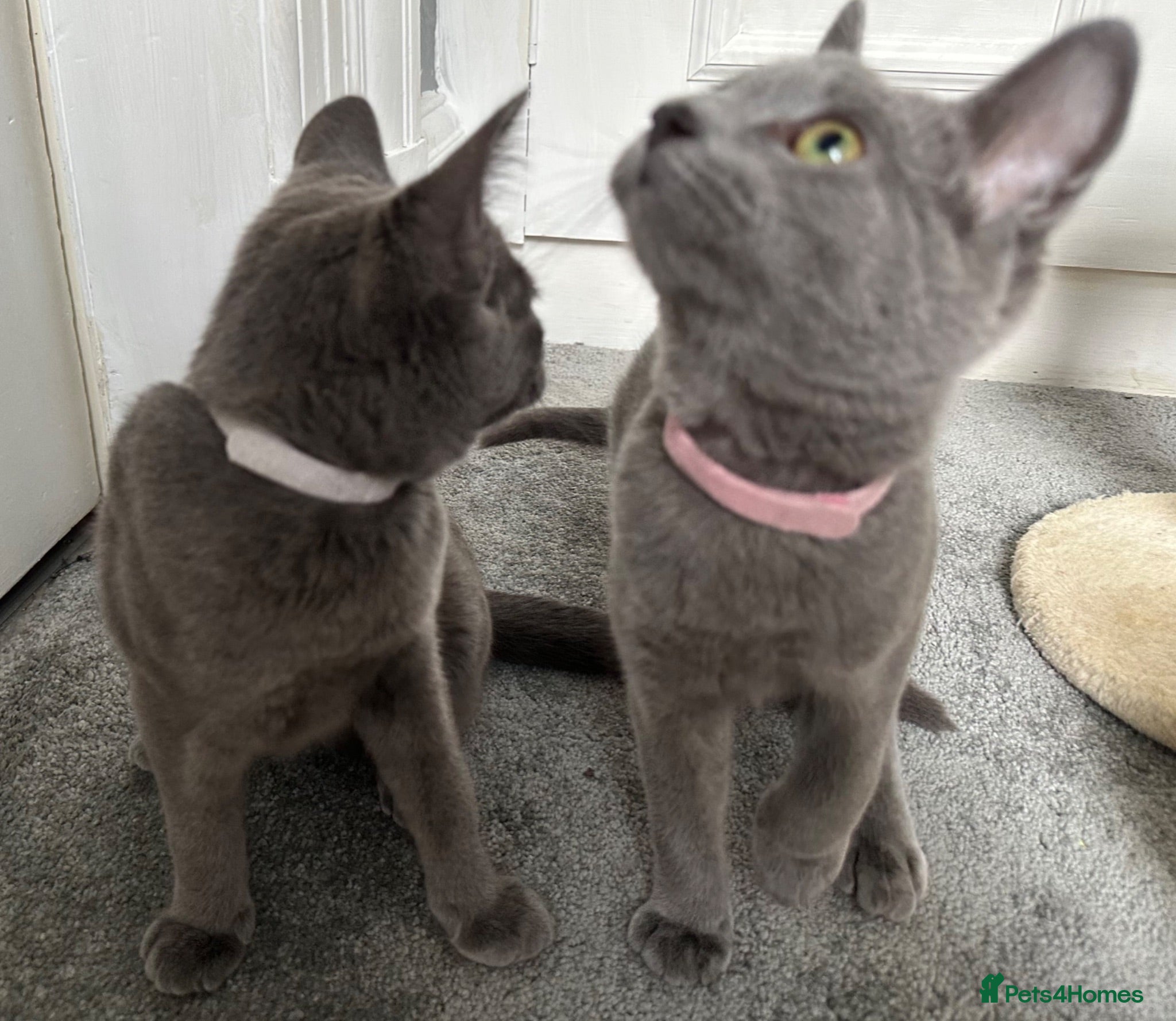 Russian Blue cats Russian Blue Kittens  - Advert 1