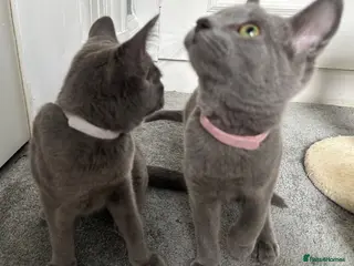 Russian Blue cats Russian Blue Kittens - Advert 1