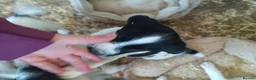 Sprocker dogs for sale: Quality Sprocker Spaniels  - Advert 10