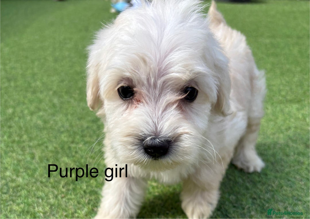 Cockapoo dogs for sale: F1B cockapoo (ready to go)  - Image 9