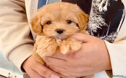 Maltipoo dogs for sale: Maltipoo  - Image 1