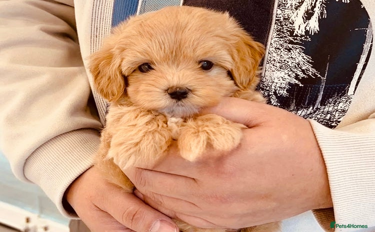 Maltipoo dogs - Advert 7