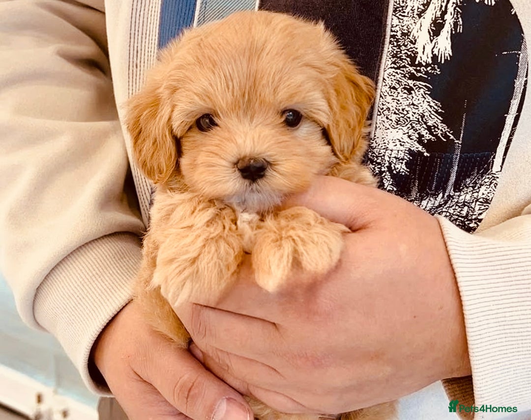 Maltipoo dogs for sale: Maltipoo  - Image 1
