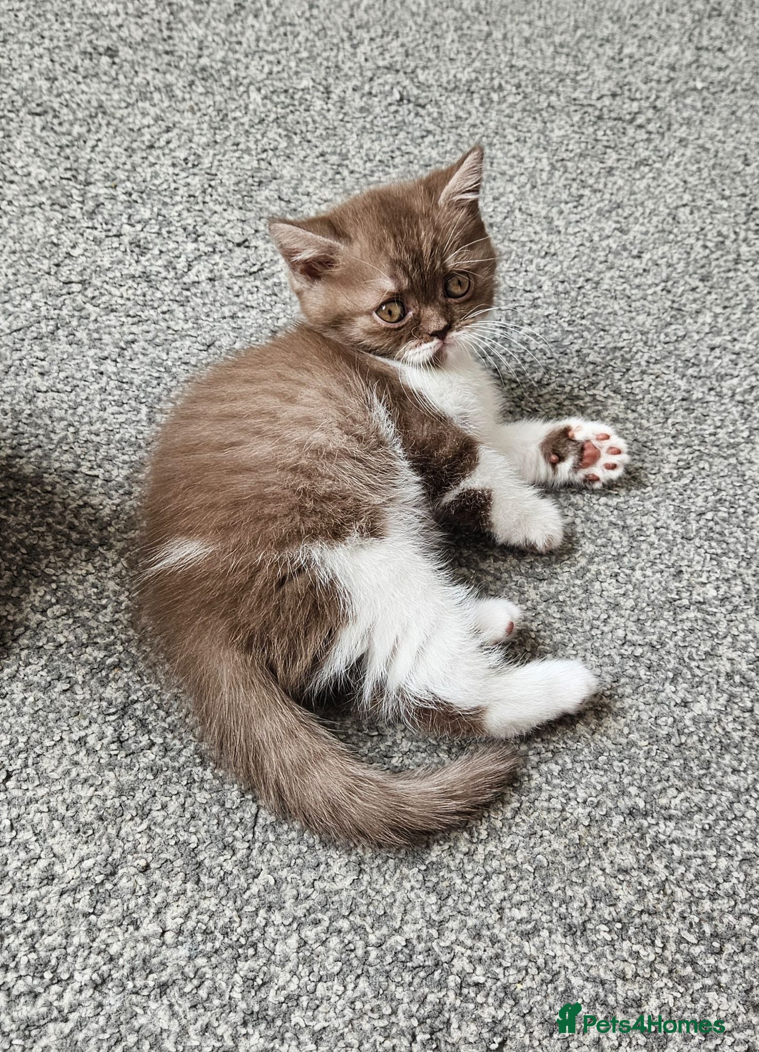 British Shorthair cats AVAILABLE FOR RESERVATION 🐾 Full BSH Kittens - Advert 5