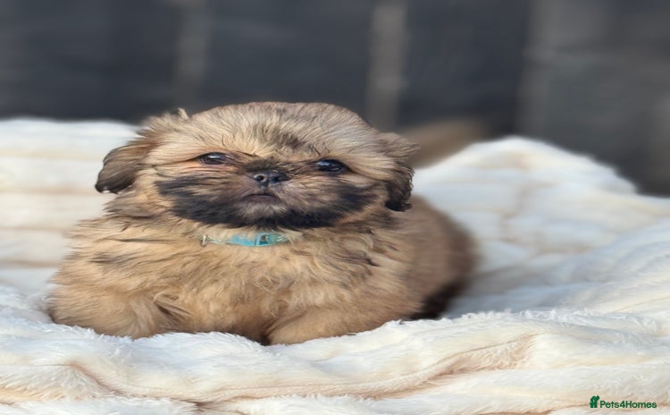 Shih Tzu dogs - Advert 3