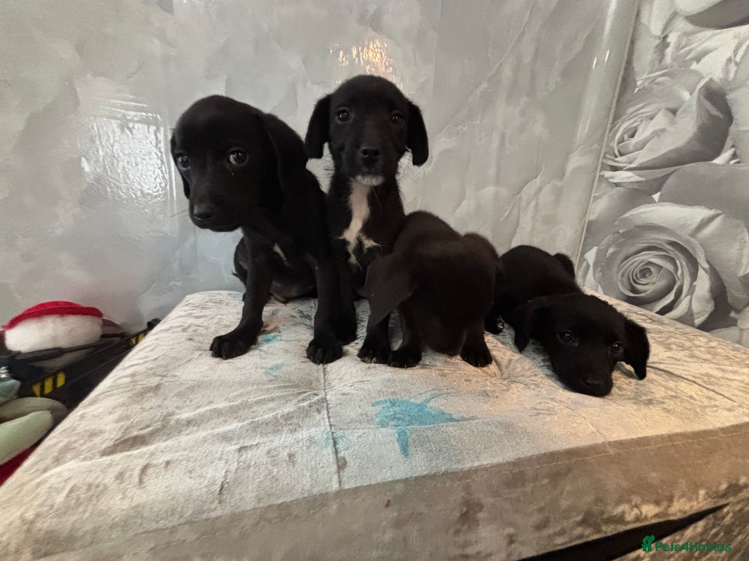Patterjack dogs for sale: 4 lovely patterjacks  - Image 4