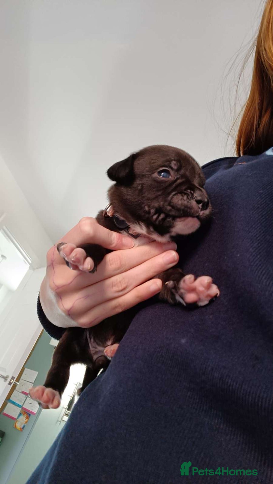 Staffordshire Bull Terrier dogs for sale: STAFFORDSHIRE BULL TERRIOR PUPPIES - Image 18