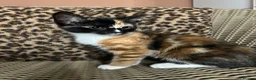 Mixed Breed cats for sale: Gorgeous Fluffy Kittens. Beautiful Little Souls🤍 - Advert 3