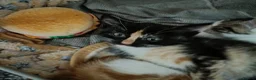Mixed Breed cats for sale: Three beautiful kittens ready for their new homes - Advert 5