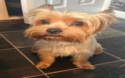 Yorkshire Terrier dogs for stud: Teddy ready for stud - Image 3