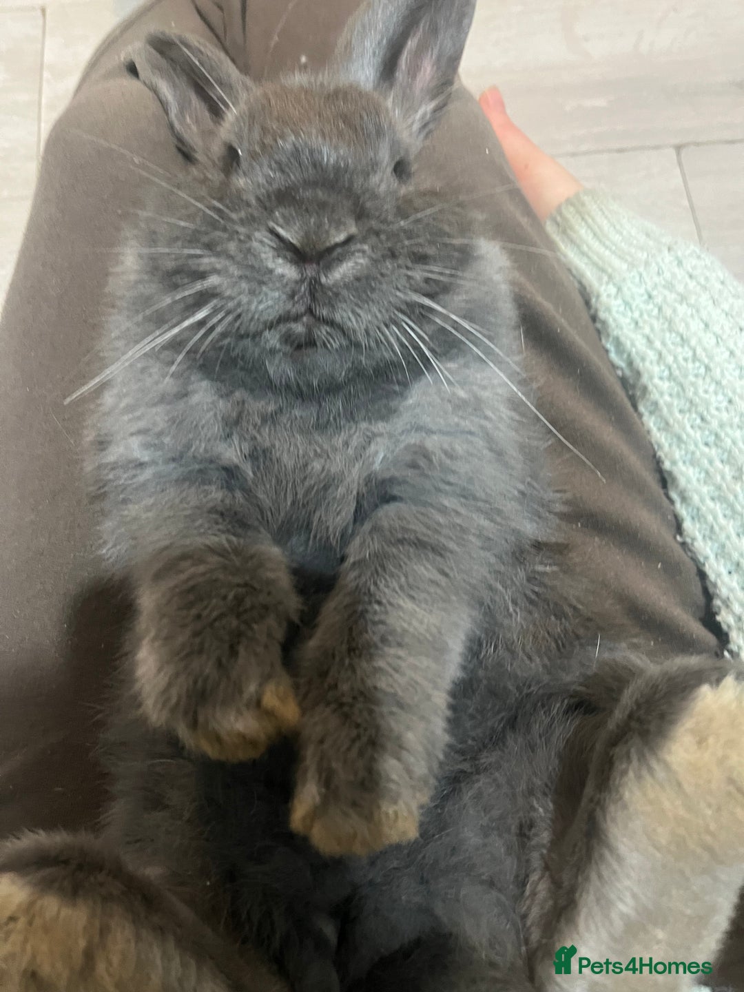 French Lop rabbits for sale: Bunny - Advert 6