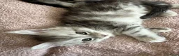 Maine Coon cats for sale: Last Beautiful Maine Coon Kitten Ready Now 🐾 - Advert 14