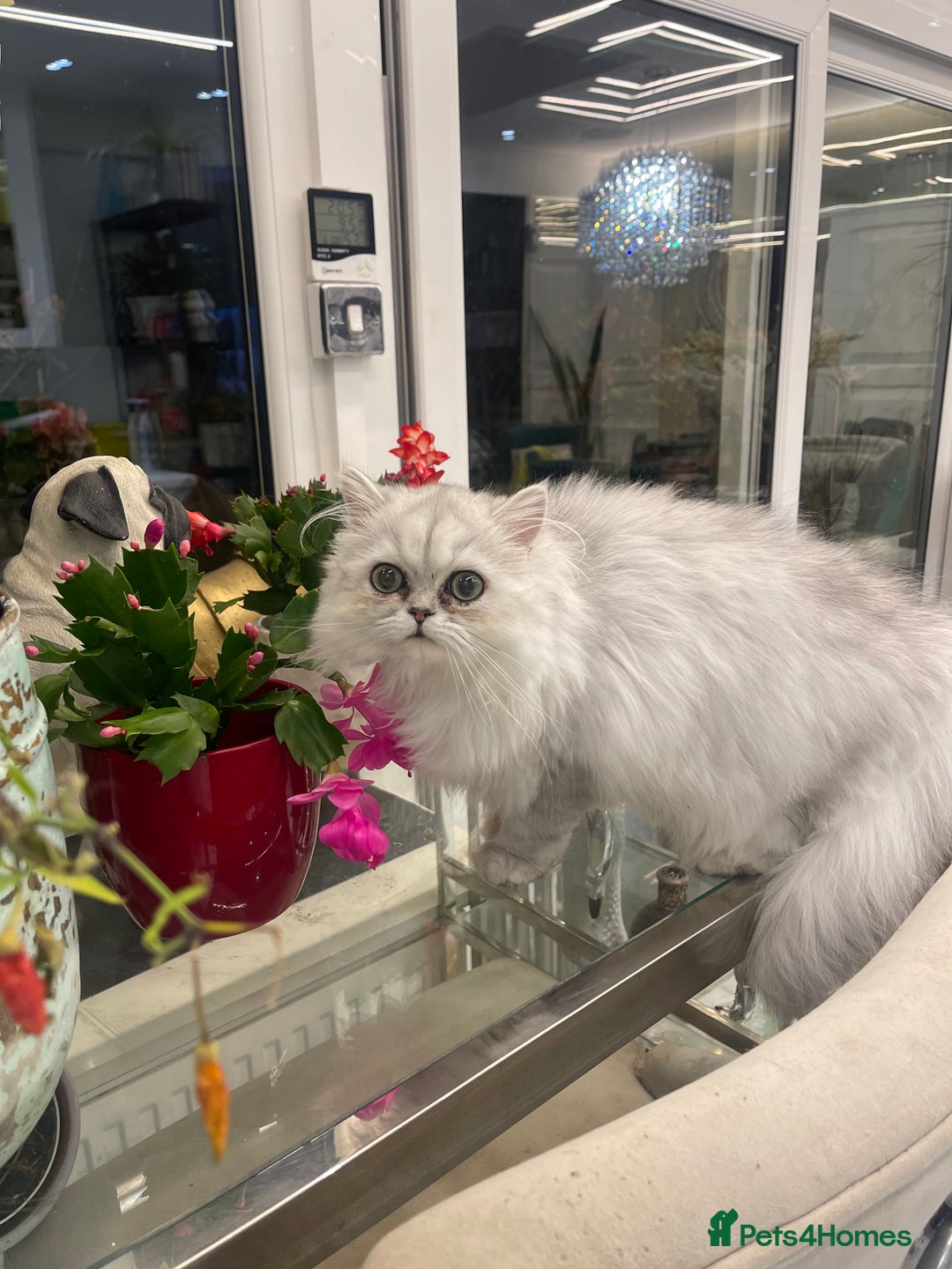 Persian cats for sale: Silver Persian chinchilla kittens  - Advert 5