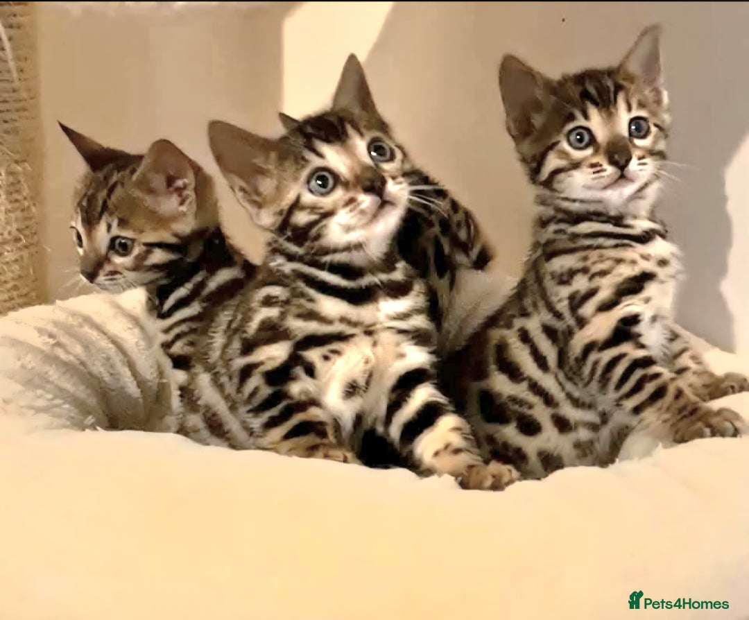 Bengal cats for sale: Bengal Kittens Tica Registered  - Image 10