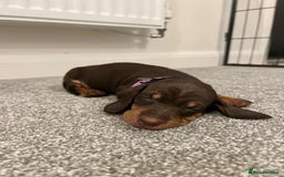 Miniature Dachshund dogs for sale: ADORABLE MINIATURE DACHSHUND PUPPIES  - Image 3