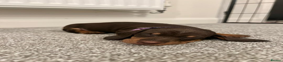 Miniature Dachshund Puppy 4