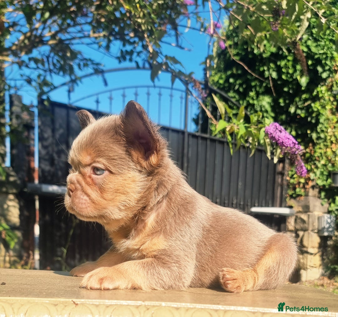 French Bulldog dogs for sale: Beautiful French bulldogs - Image 20