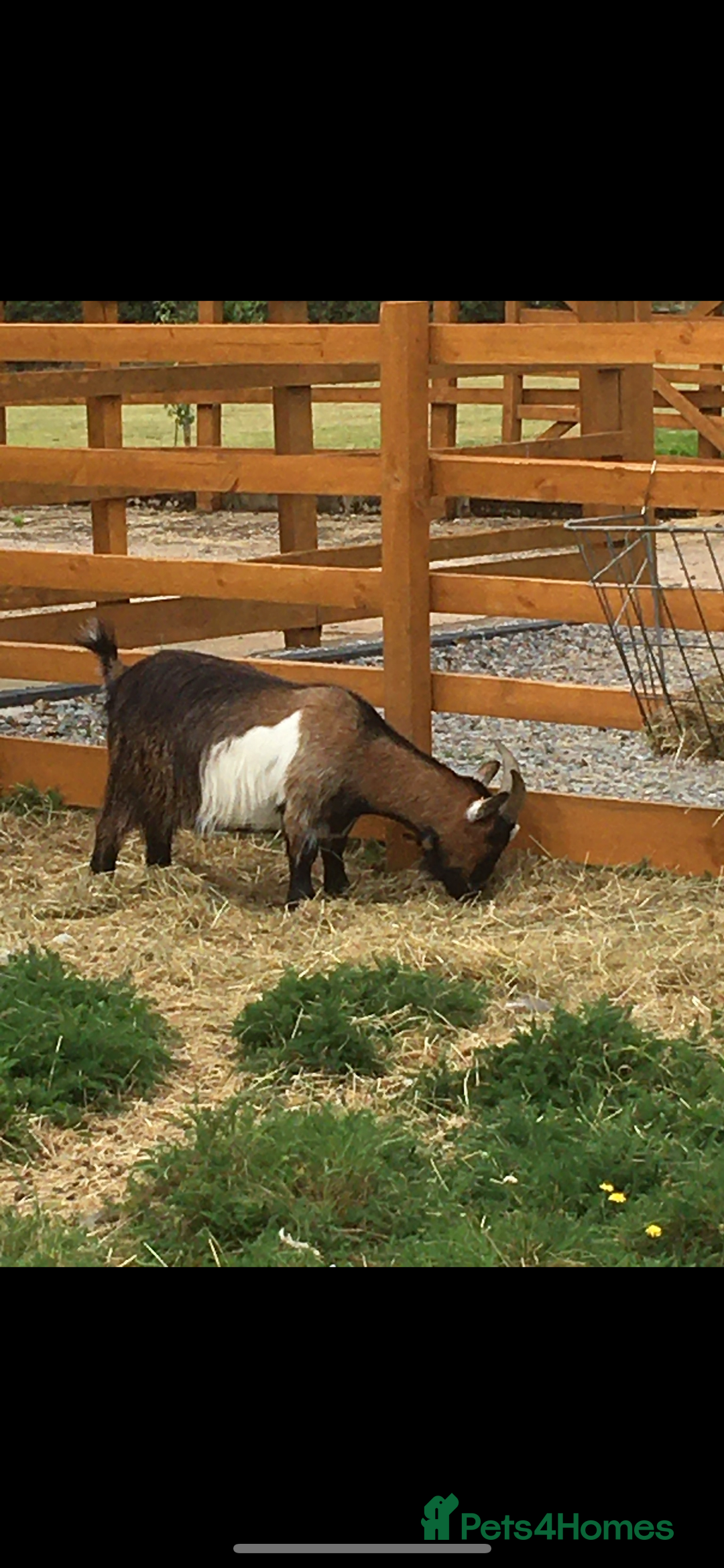 Goats livestock for sale: Two adorable castrated Pygmy goats  - Advert 3