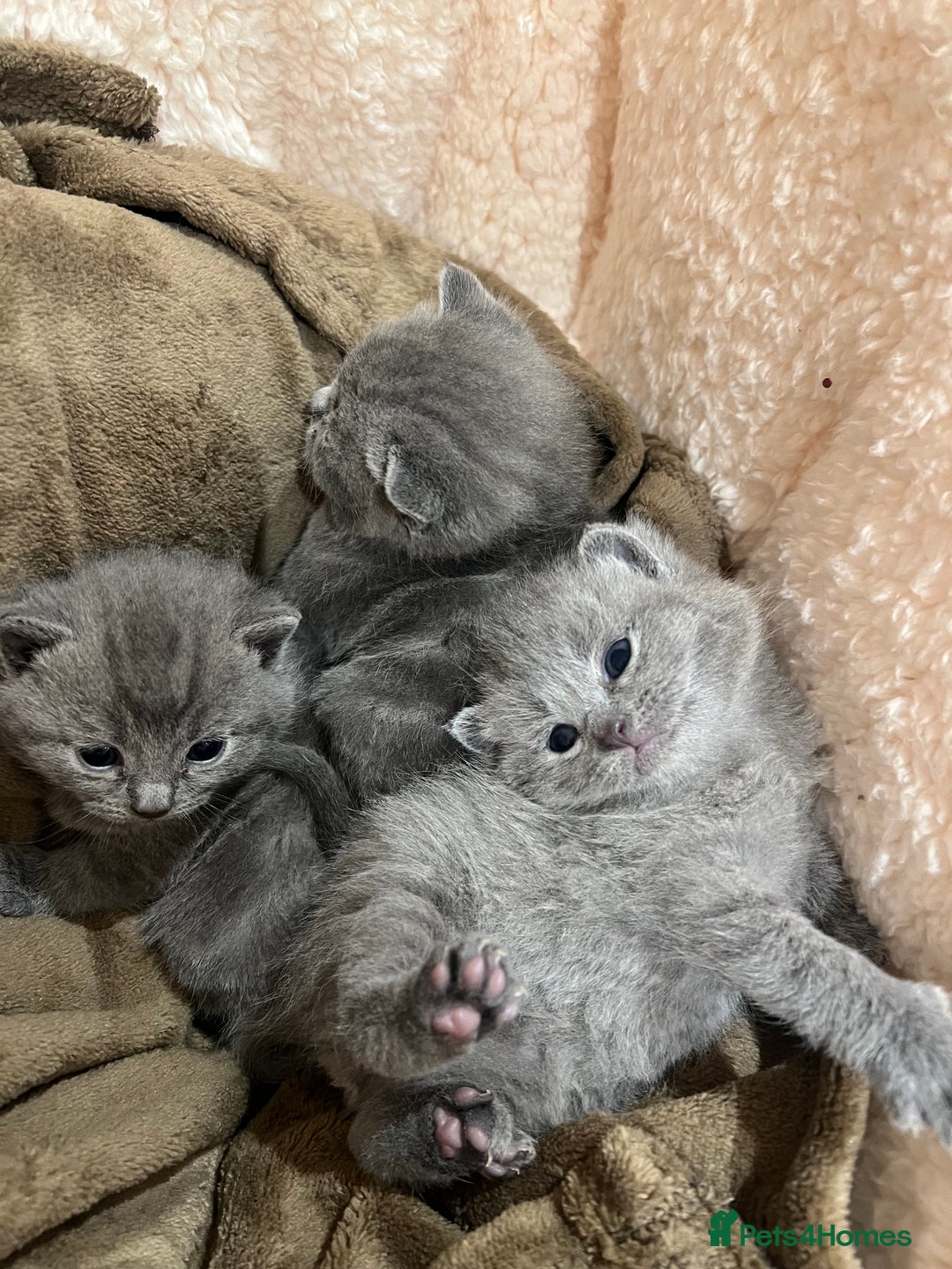 Mixed Breed cats for sale: British blue cross Russian blue  - Advert 1