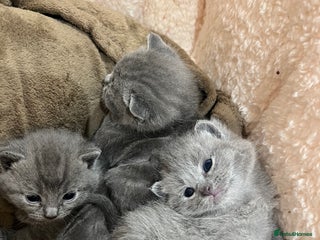 Mixed Breed cats British blue cross Russian blue - Advert 1