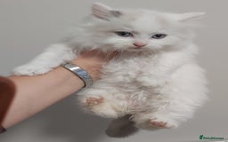 Ragdoll cats for sale: RAGDOLLS BICOLOUR BOY GIRLS BLUE EYES READY NOW  - Advert 12