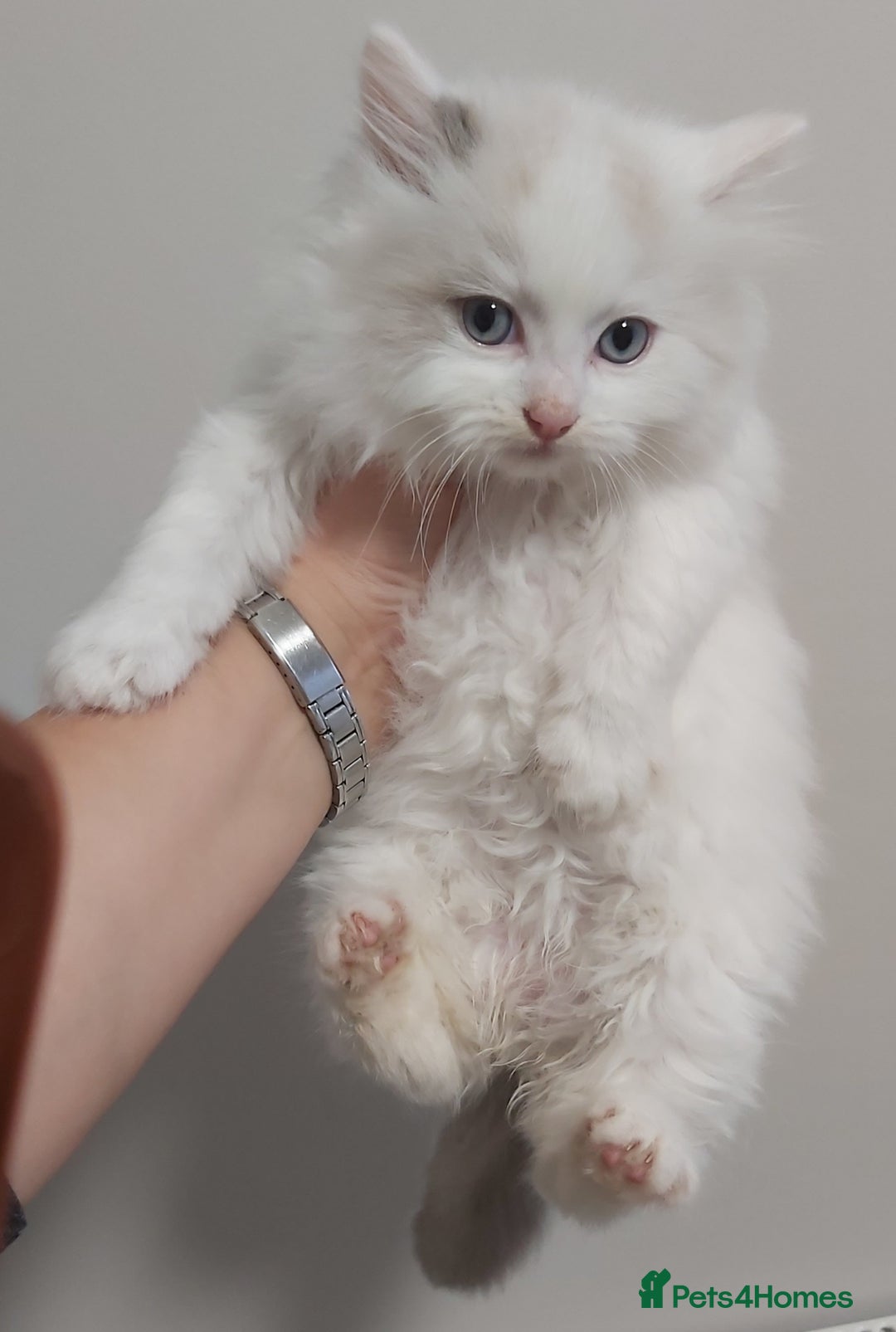 Ragdoll cats for sale: RAGDOLLS BICOLOUR BOY GIRLS BLUE EYES READY NOW  - Advert 12