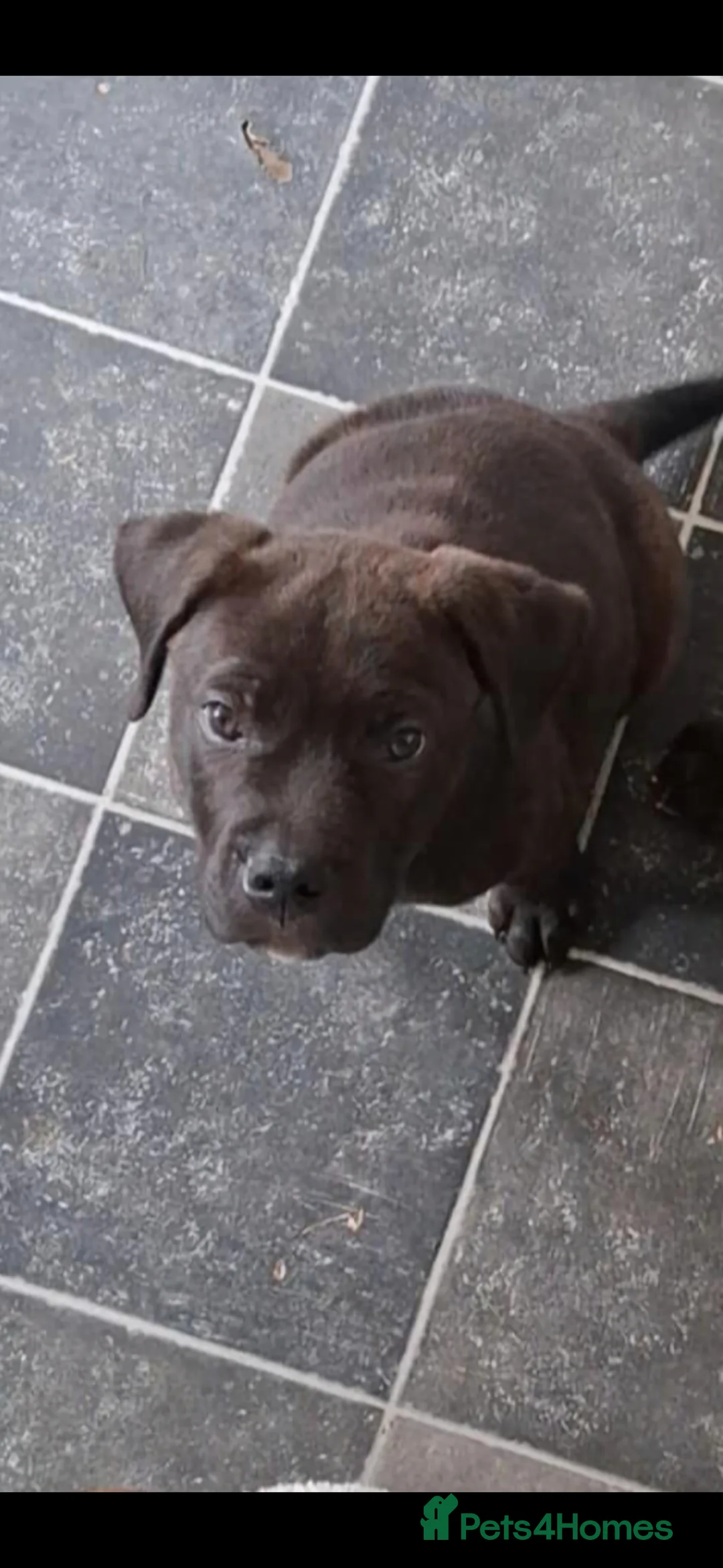 Mixed Breed dogs for sale: Boomer - Advert 2