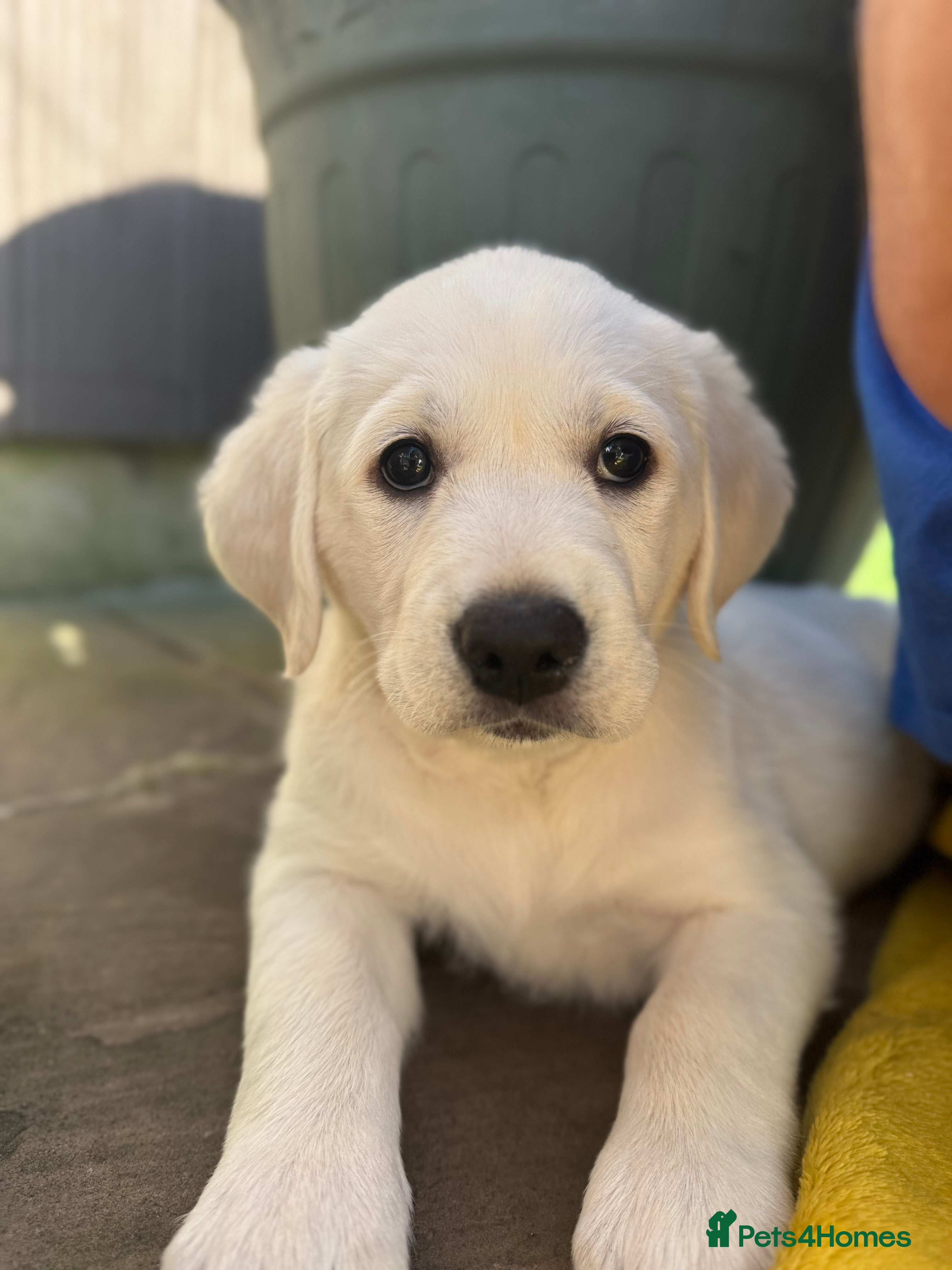Goldador dogs Adorable White Golden Retriever x Labrador Pups  - Advert 2