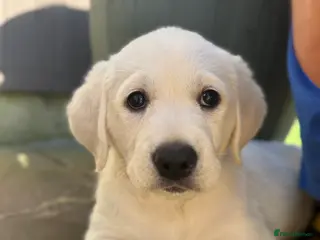 Goldador dogs Adorable White Golden Retriever x Labrador Pups - Advert 2