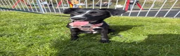 Mixed Breed dogs for sale: Rehoming 9 month puppy - Advert 4
