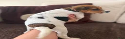 Jack Russell dogs for sale: 4 beautiful jack russells in Basildon - Advert 6