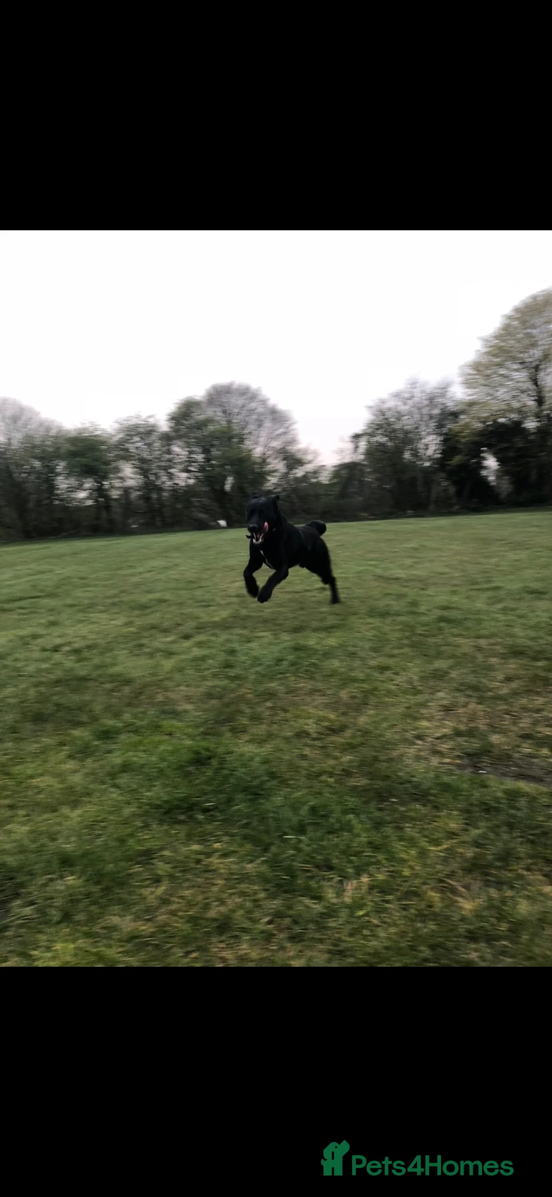 Mixed Breed dogs for sale: Free to a Loving home- 10 Year old Husky/Lab  in Rossendale - Advert 9