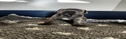 Cane Corso dogs for sale: Quality cane corso puppies - limited available  - Advert 22
