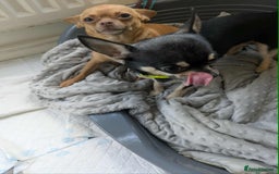 Chihuahua dogs for sale: Female & Male  in Derby - Image 1
