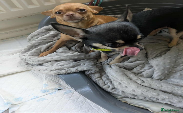 Chihuahua dogs in Derby - Advert 5