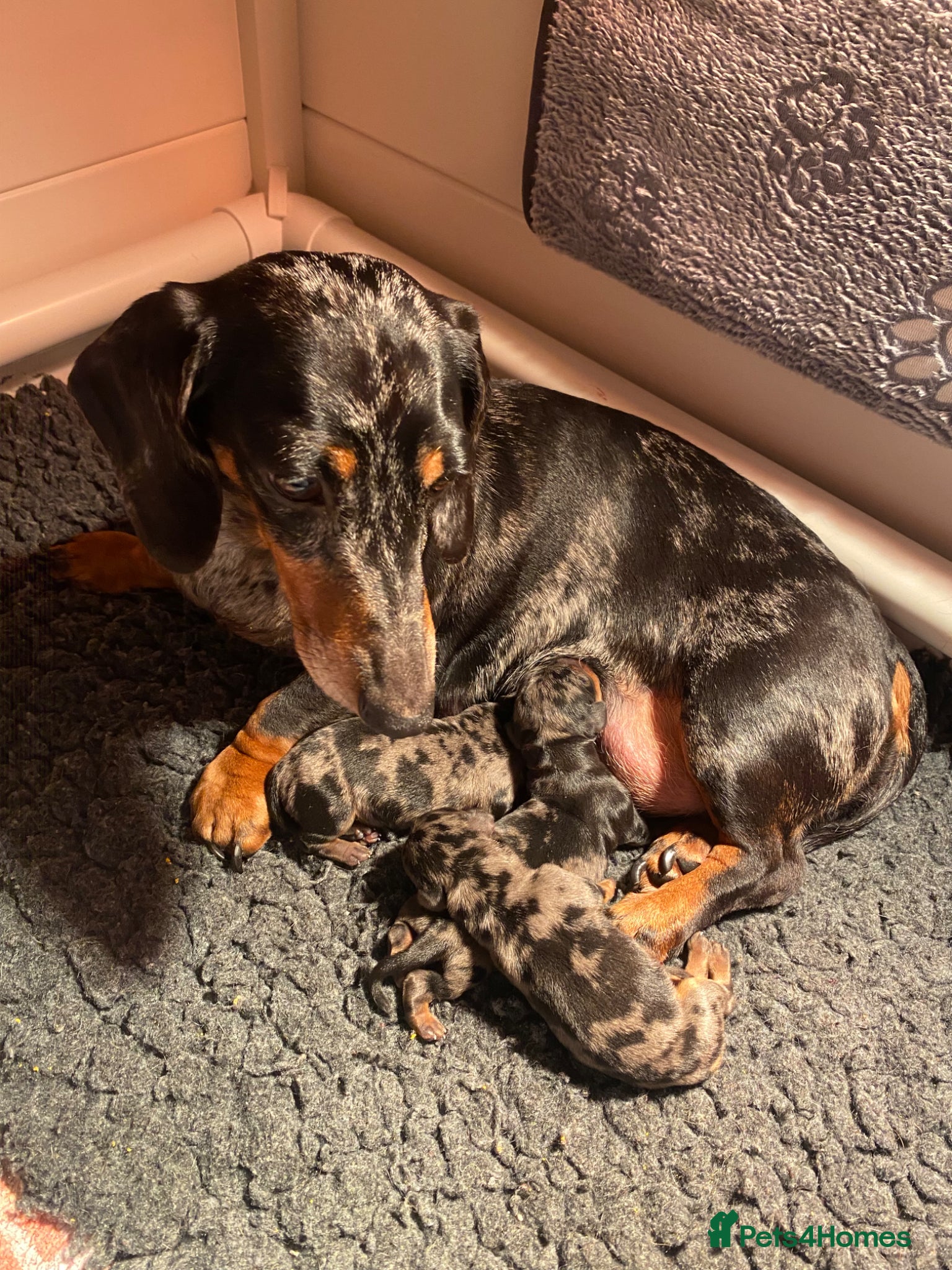 Miniature Dachshund dogs KC registered champion bloodlines beautiful pups - Advert 1