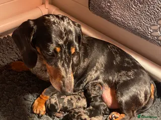 Miniature Dachshund dogs KC registered champion bloodlines beautiful pups - Advert 1