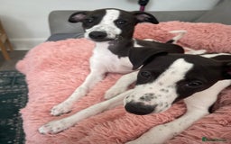 Whippet dogs for sale: KC Registered Whippet Puppies - Image 6