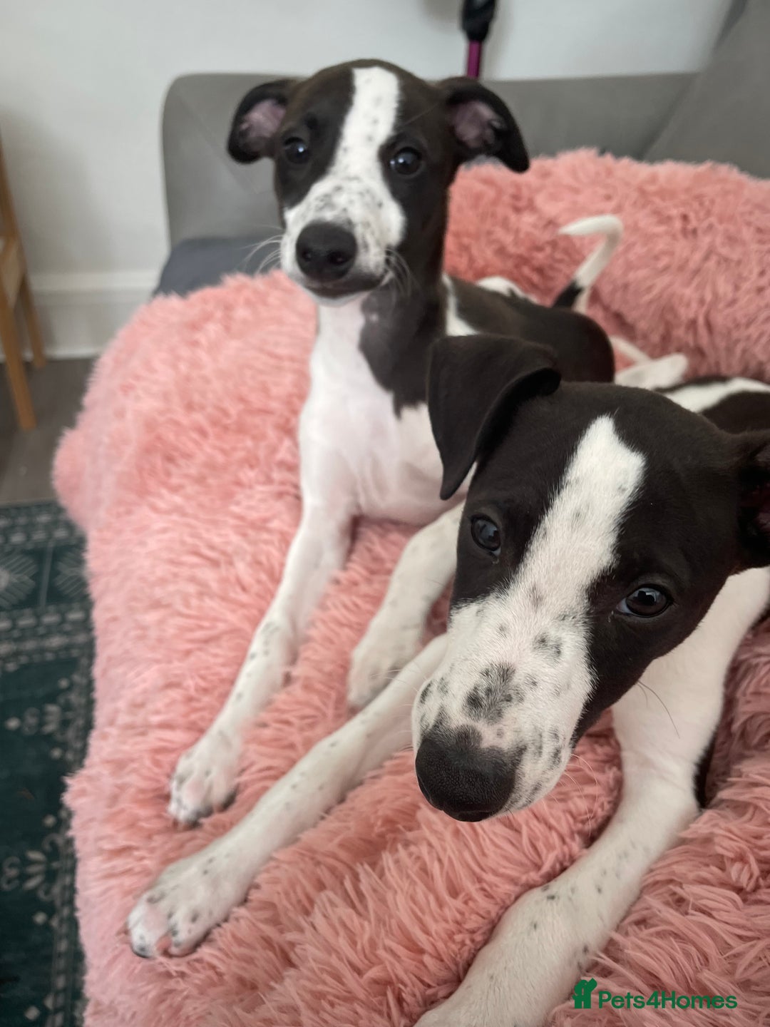 Whippet dogs for sale: KC Registered Whippet Puppies - Image 6