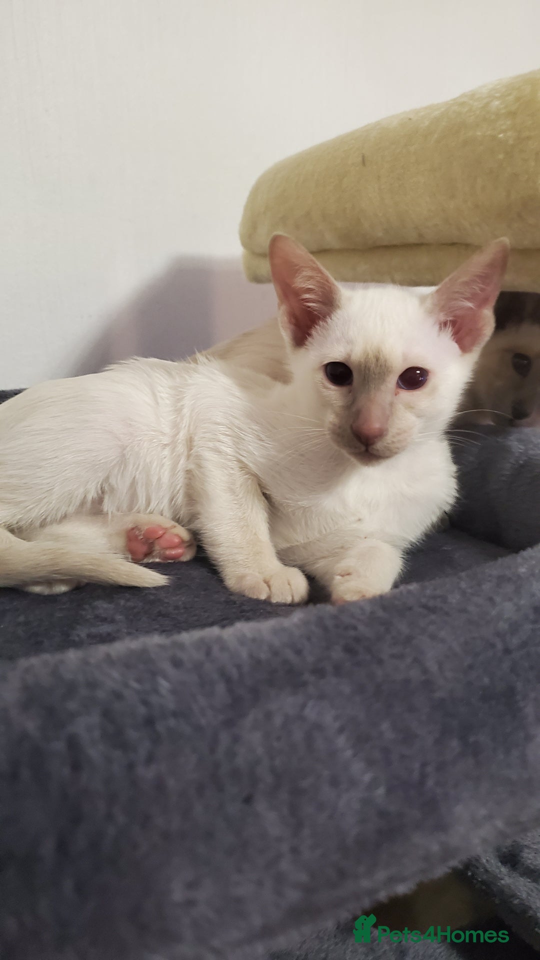 Siamese cats for sale: stunning Siamese Kittens  - Advert 5