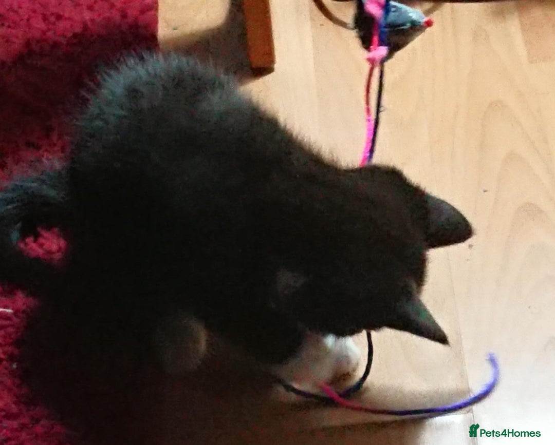 Mixed Breed cats for sale: Beautiful litter of 5 kittens 3 girls 2 boys - Advert 13