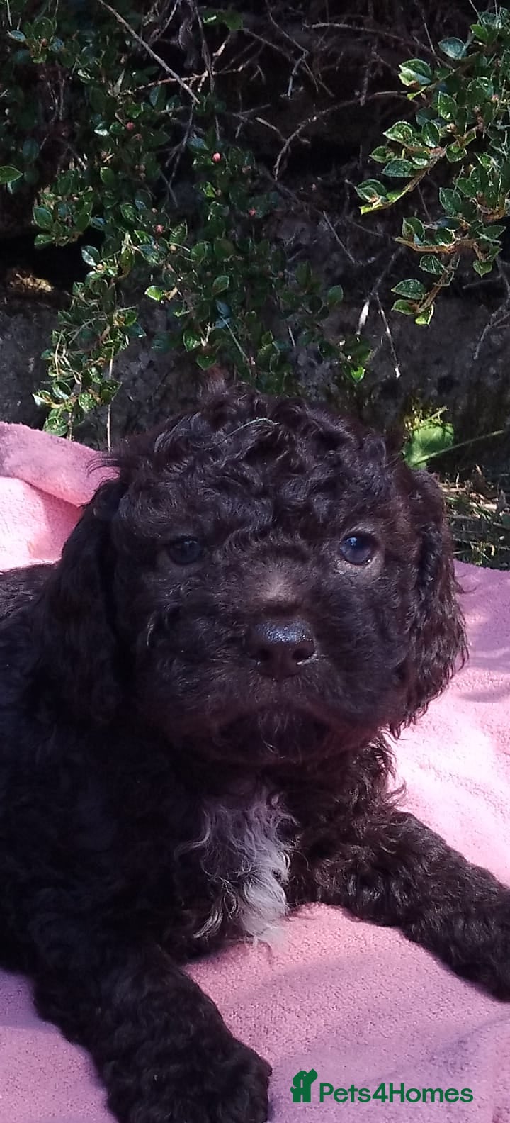 Lagotto Romagnolo dogs Kc lagotto romagnolo puppies - Advert 4