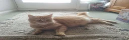 Birman cats for sale: Handsome Ginger Male Birman/Short Hair mix  - Advert 2