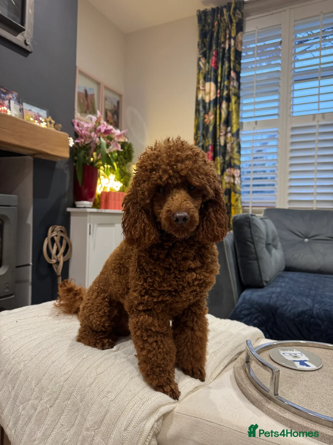 Toy Poodle dogs for stud: William of Worcestershire Small miniature Poodle - Advert 1