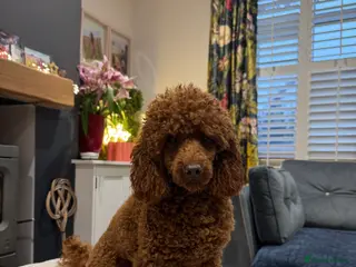 Toy Poodle dogs William of Worcestershire Small miniature Poodle - Advert 16